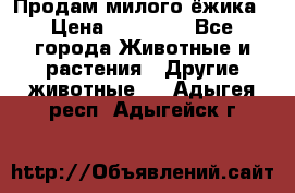 Продам милого ёжика › Цена ­ 10 000 - Все города Животные и растения » Другие животные   . Адыгея респ.,Адыгейск г.